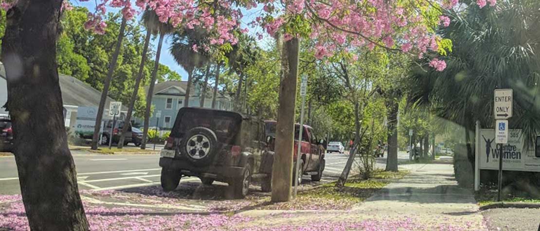 Hope Blooms In Purple